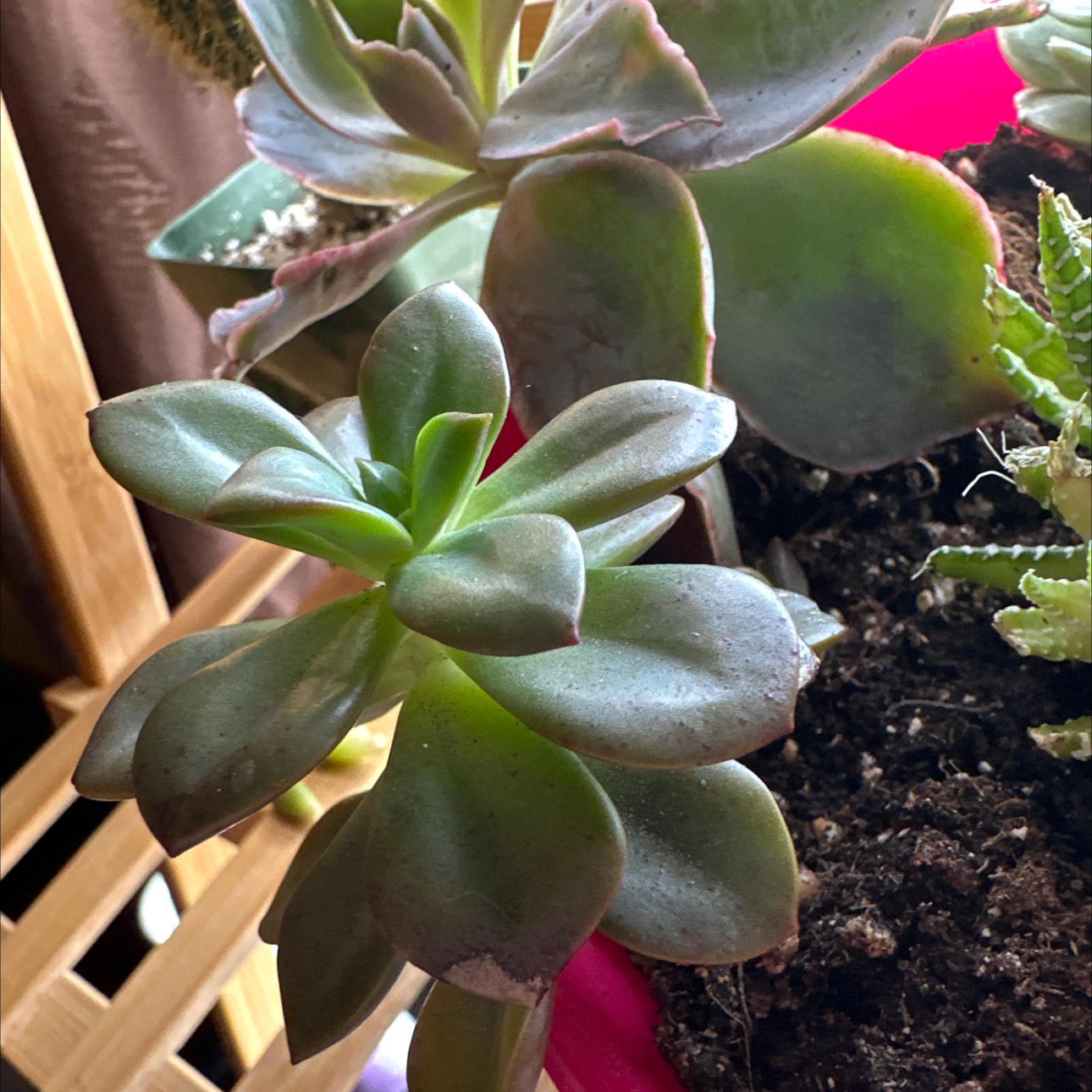 Echeveria 'Chroma' succulent with slight browning on leaf tips, visible soil, and another plant in the background.