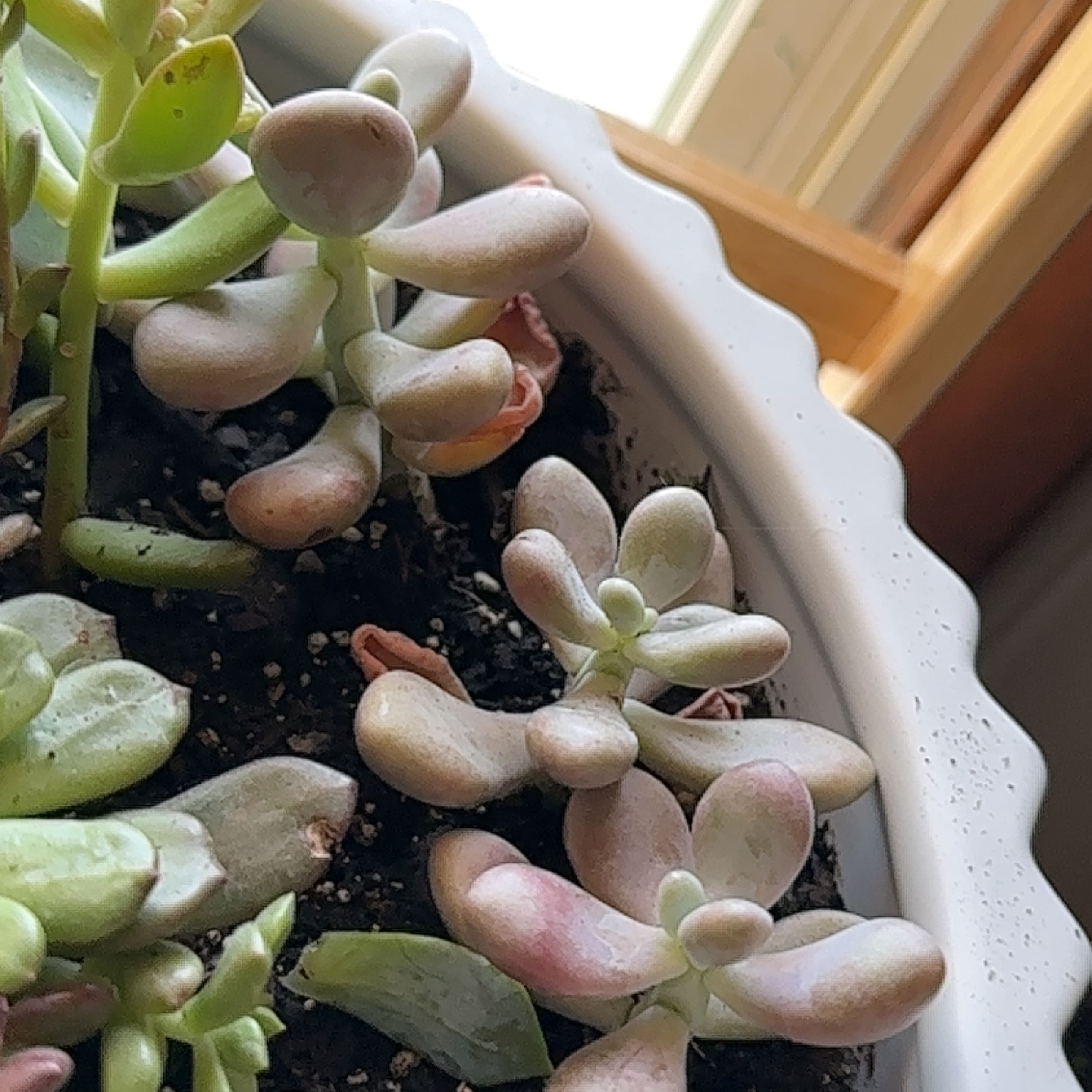 Lavender Pebbles succulent plant with plump, rounded leaves in a white pot.