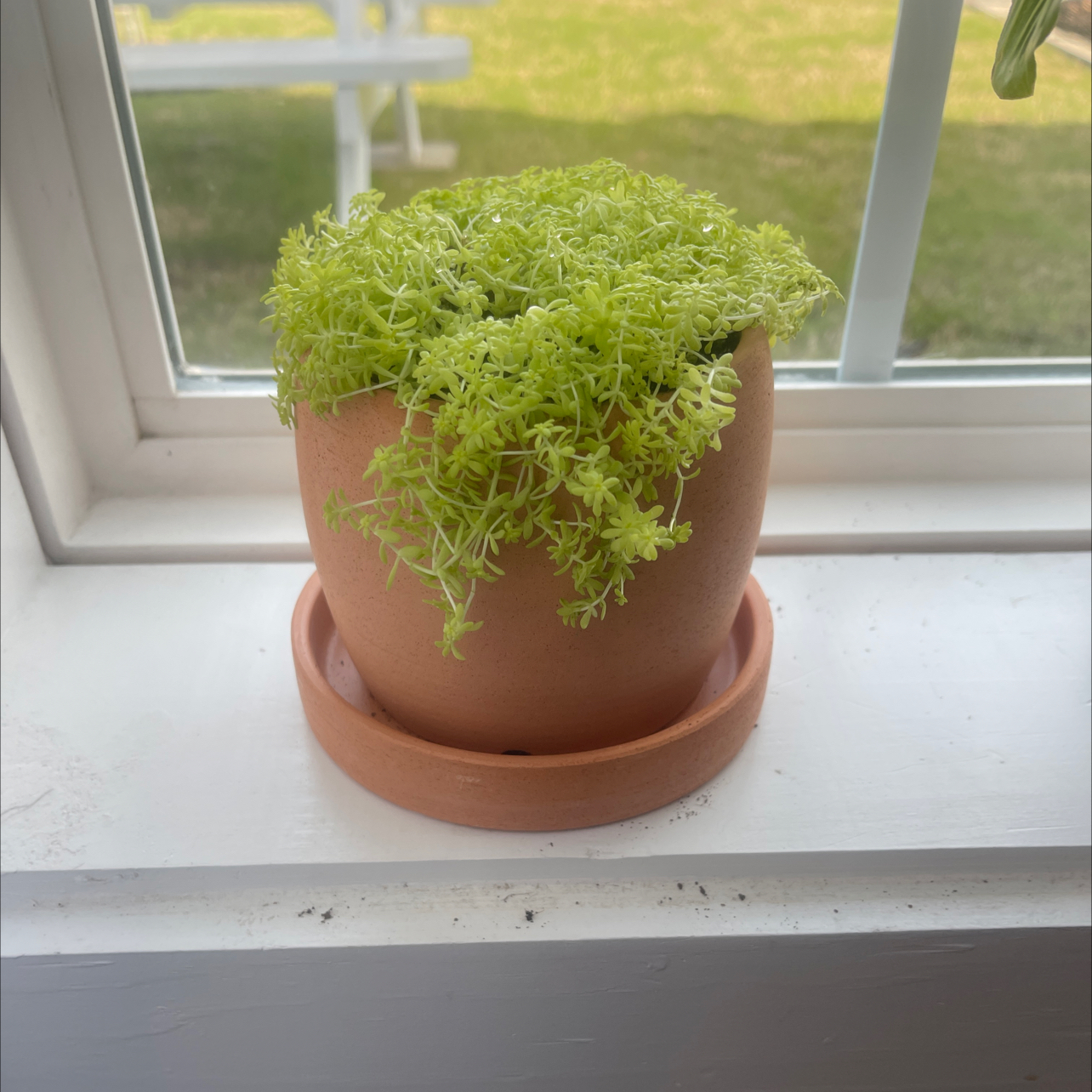 Potted Spanish Stonecrop plant on a windowsill with vibrant green foliage.