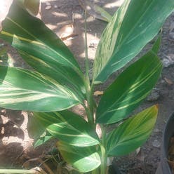 Variegated Shell Ginger plant