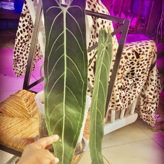 Anthurium warocqueanum plant in Dubai, Dubai