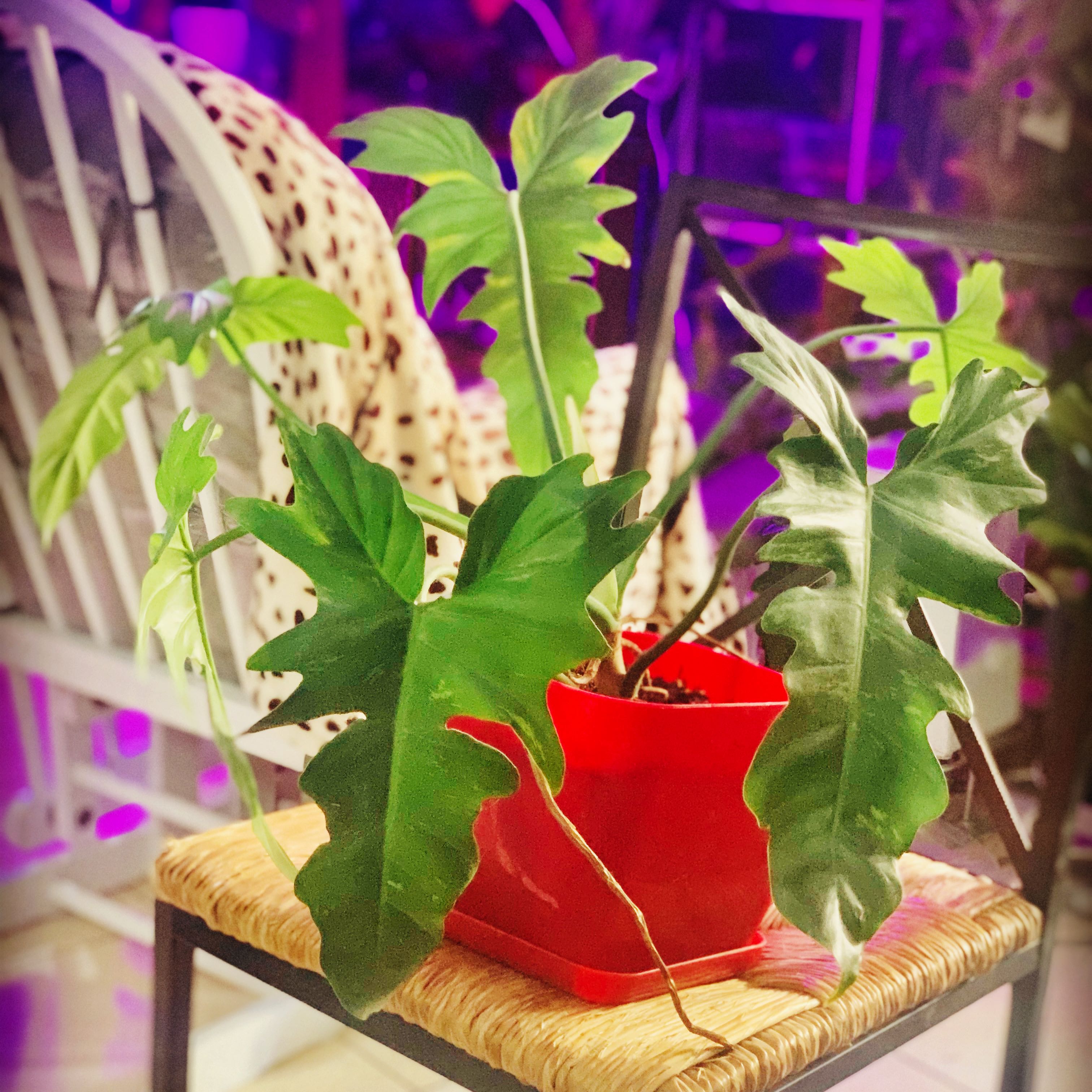 Photo of the plant species Philodendron 'Lime Fiddle' by @snowwhites named Lime Fiddle on Greg, the plant care app