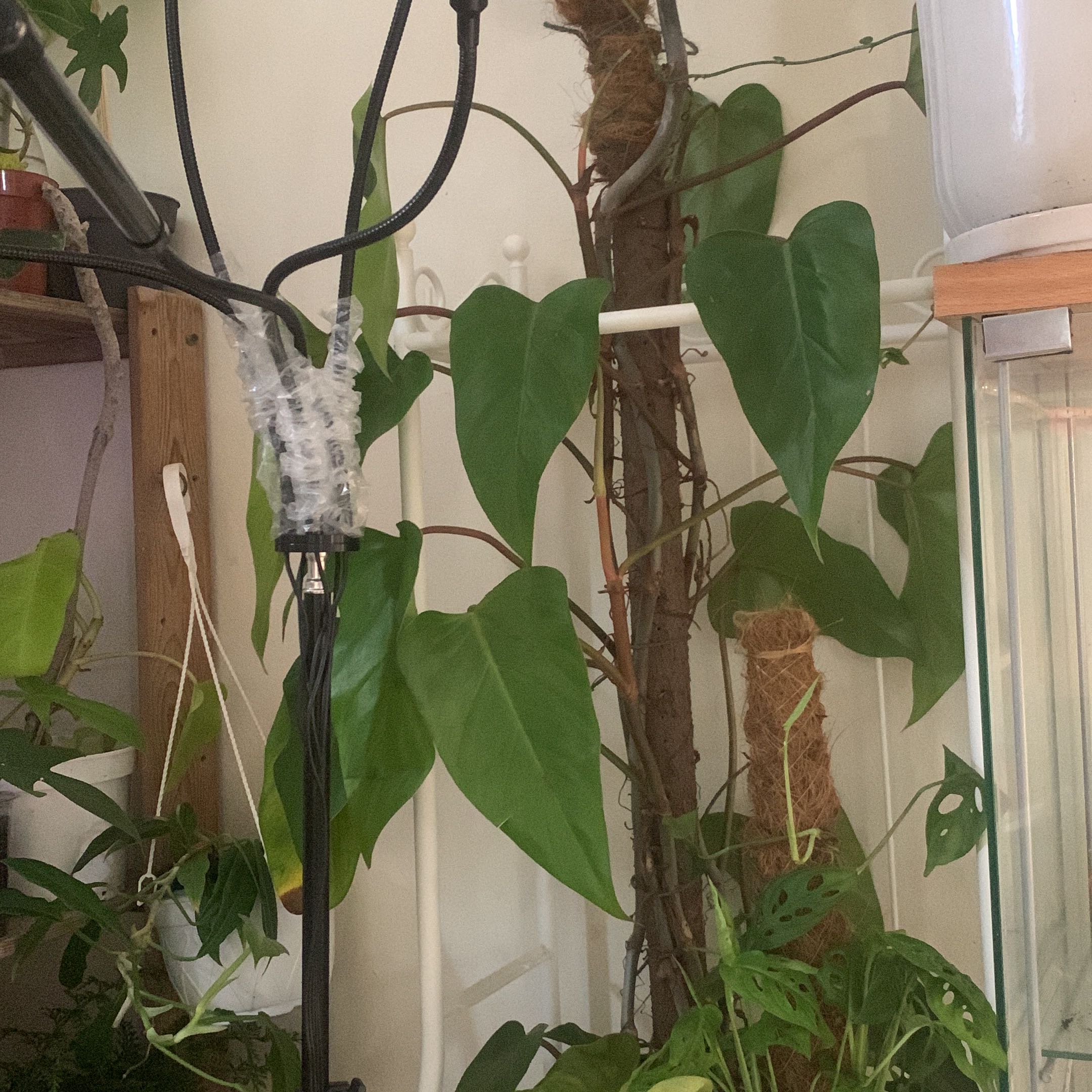 Red Emerald Philodendron climbing a support structure with healthy green leaves.