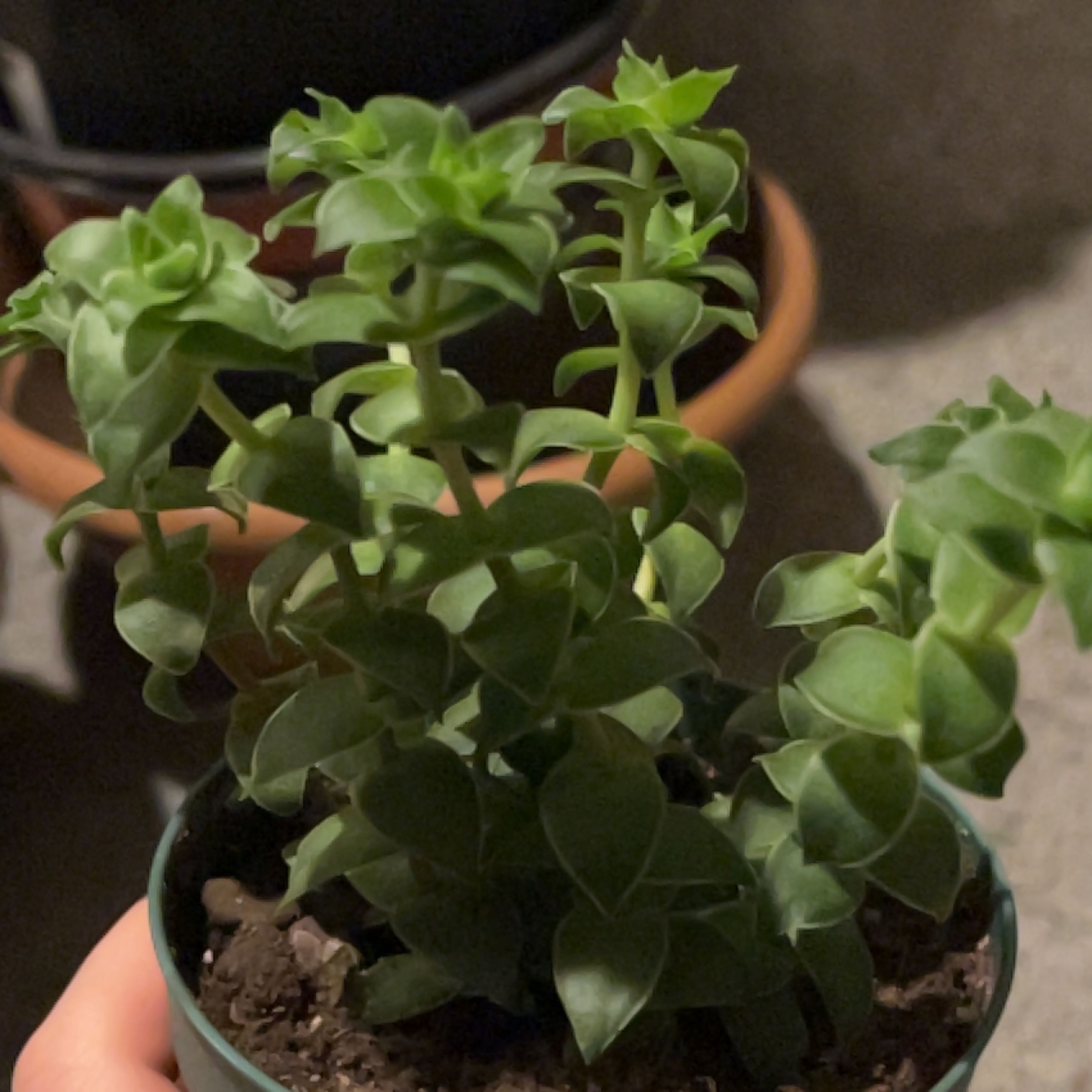 Healthy Sea Sandwort plant in a small pot with green leaves.