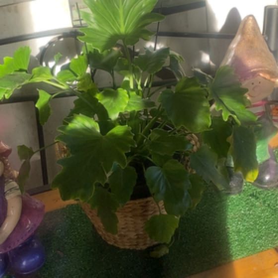 Photo of the plant species Little Holpe Philodendron by @PetFeverfew named Gaga on Greg, the plant care app