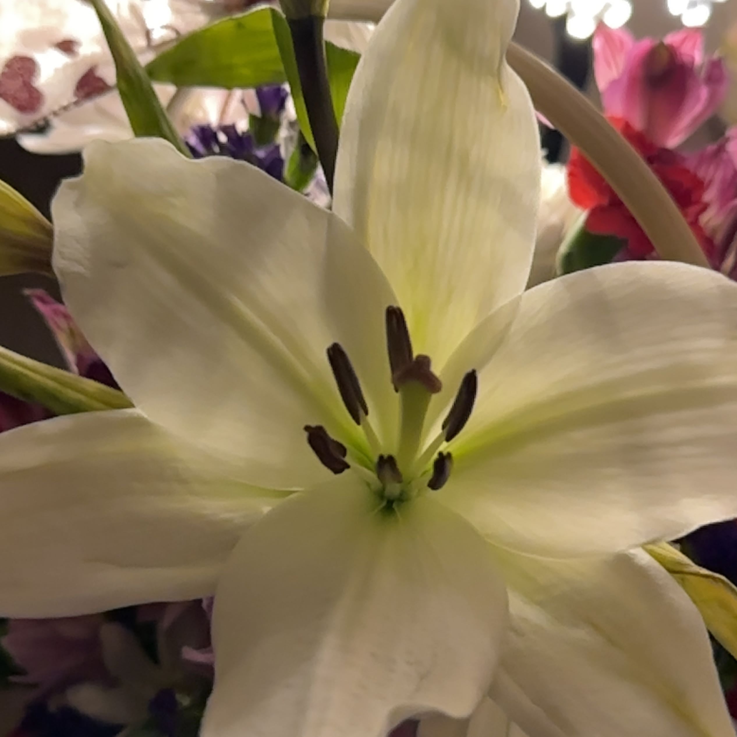 why-is-my-madonna-lily-not-doing-well