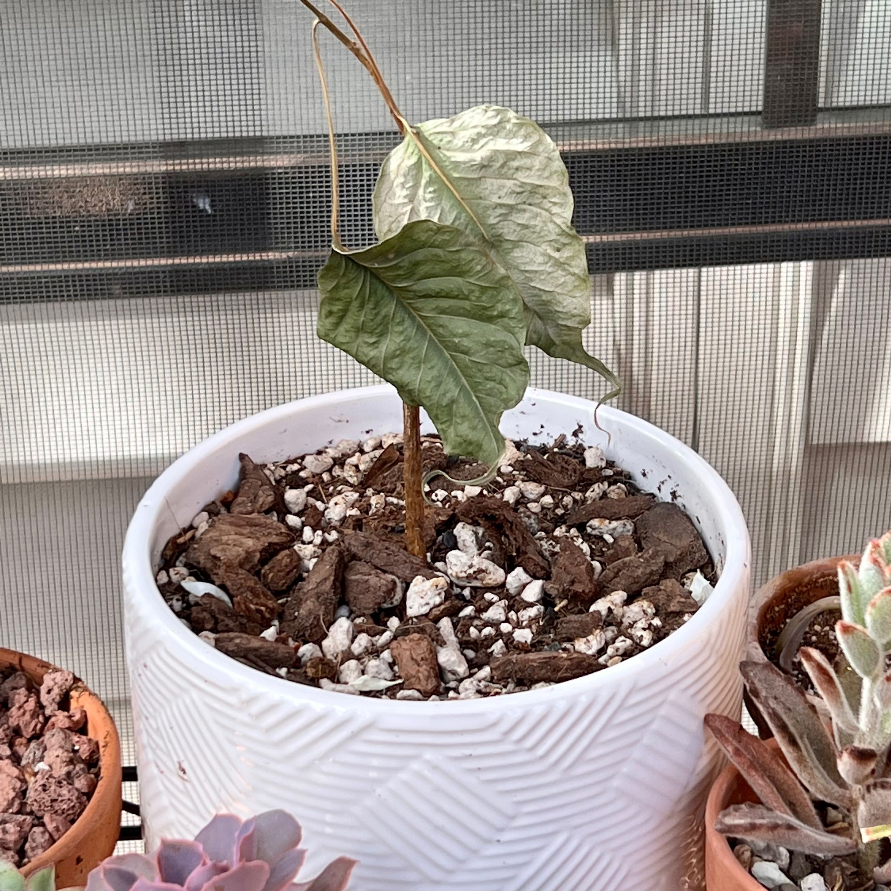 Potted Bodhi Tree with yellowing and browning leaves, visible soil, and other plants in the background.