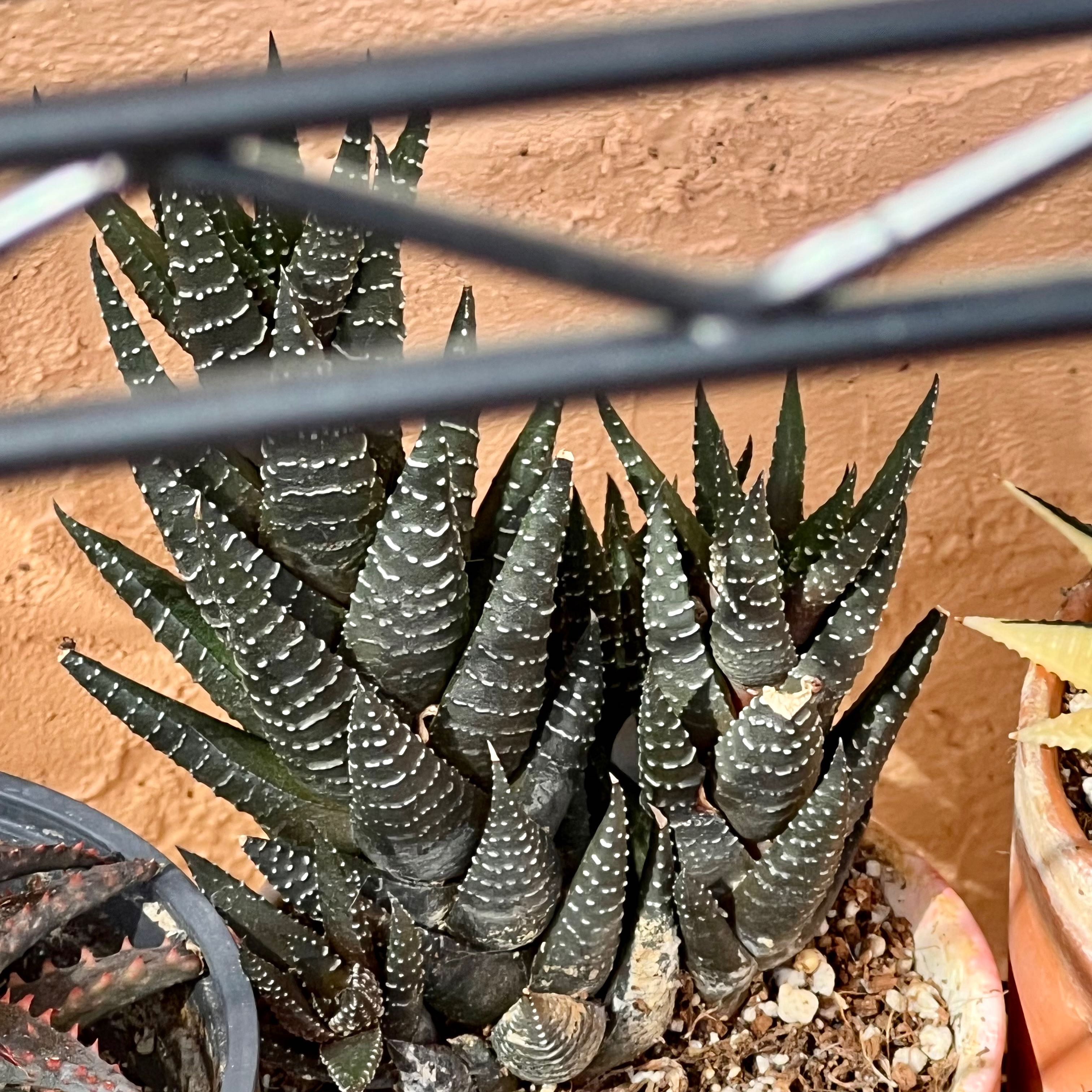 Zebra Wart plant with distinct white stripes on its leaves, well-framed and in focus.