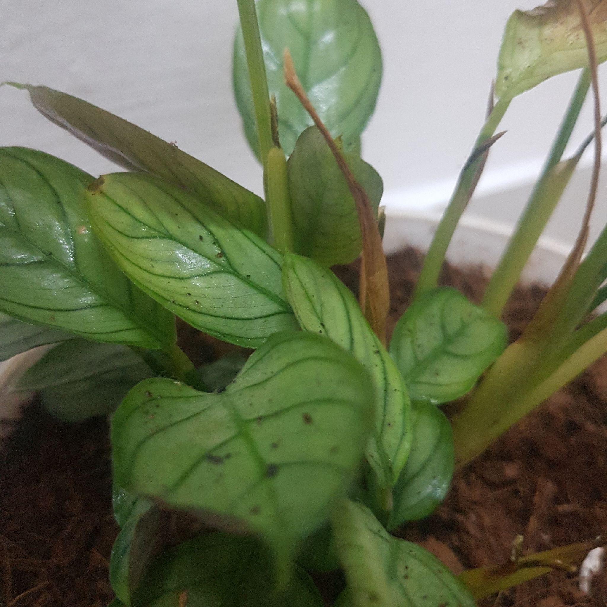 Photo of the plant species Never Never Plant by @BeatificViolet named Gettall on Greg, the plant care app