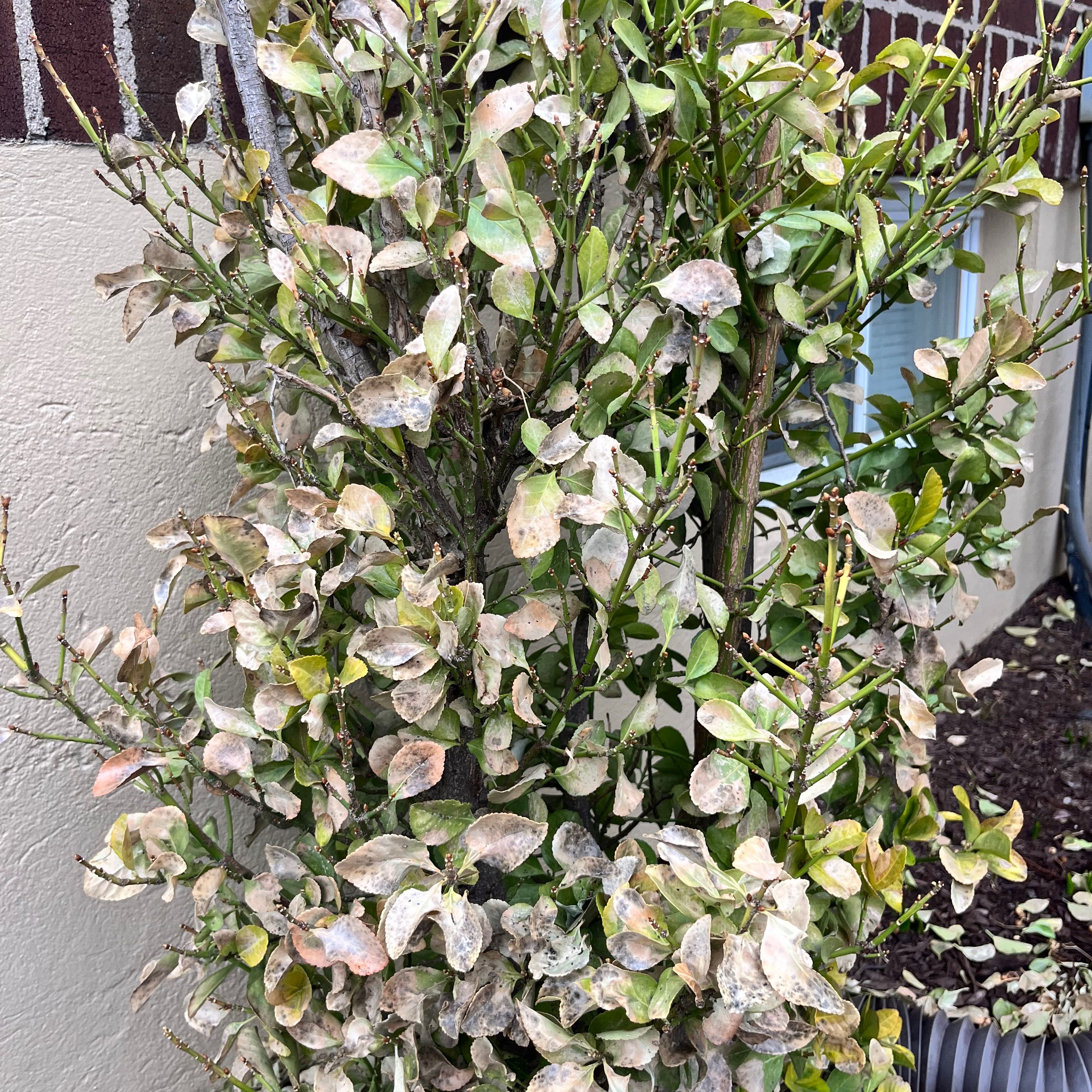 Photo of the plant species Winter Splash Wintergreen by @CalmingVetiver named Golden splash wintergreen on Greg, the plant care app