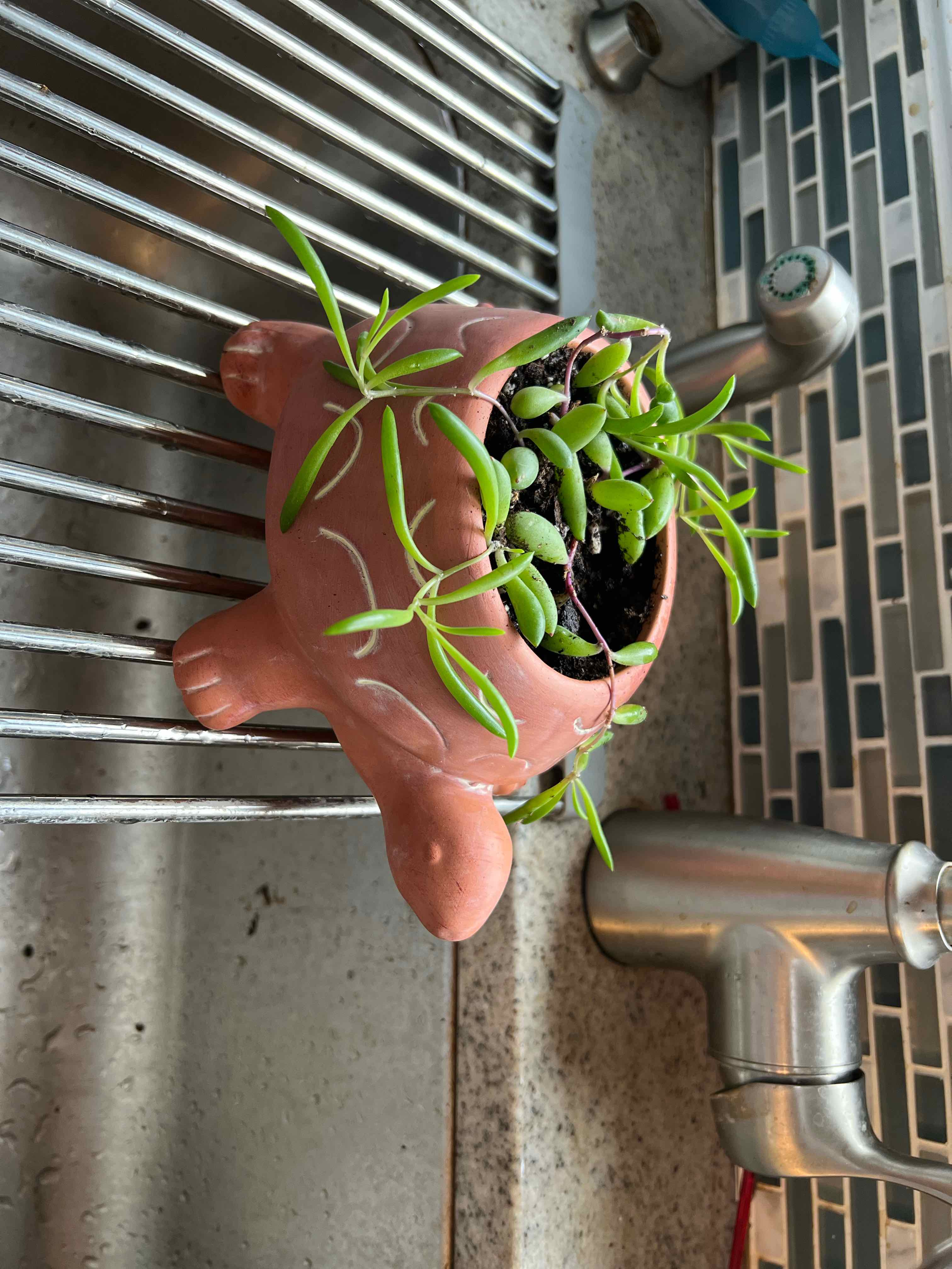 Shoreline Sea Purslane in a turtle-shaped pot on a kitchen sink rack.