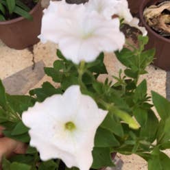 Large White Petunia plant