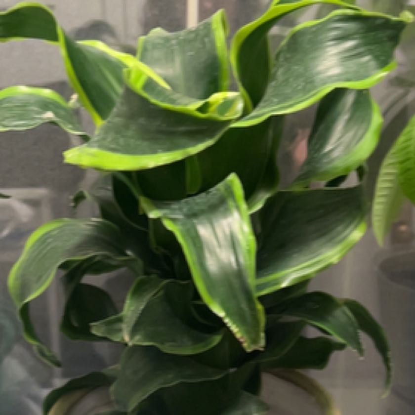 Photo of the plant species Tornado Snake Plant by @ZealWheatgrass named Tupot amaroot on Greg, the plant care app
