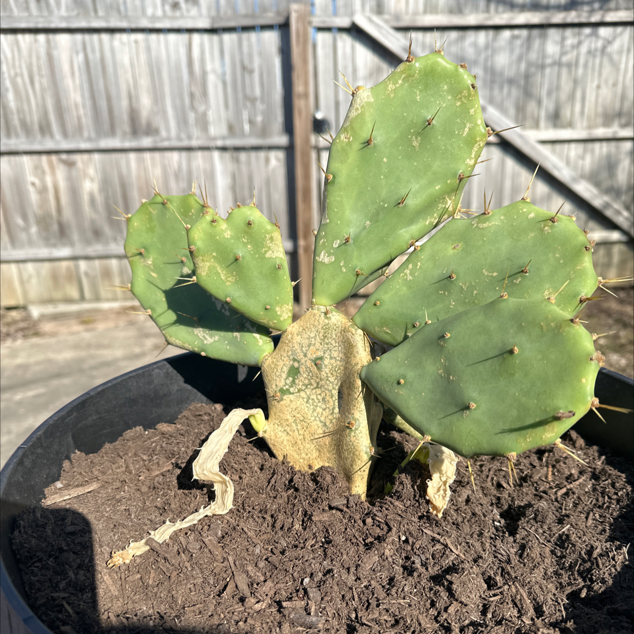 Erect Prickly Pear cactus in a pot with visible yellowing and browning pads.