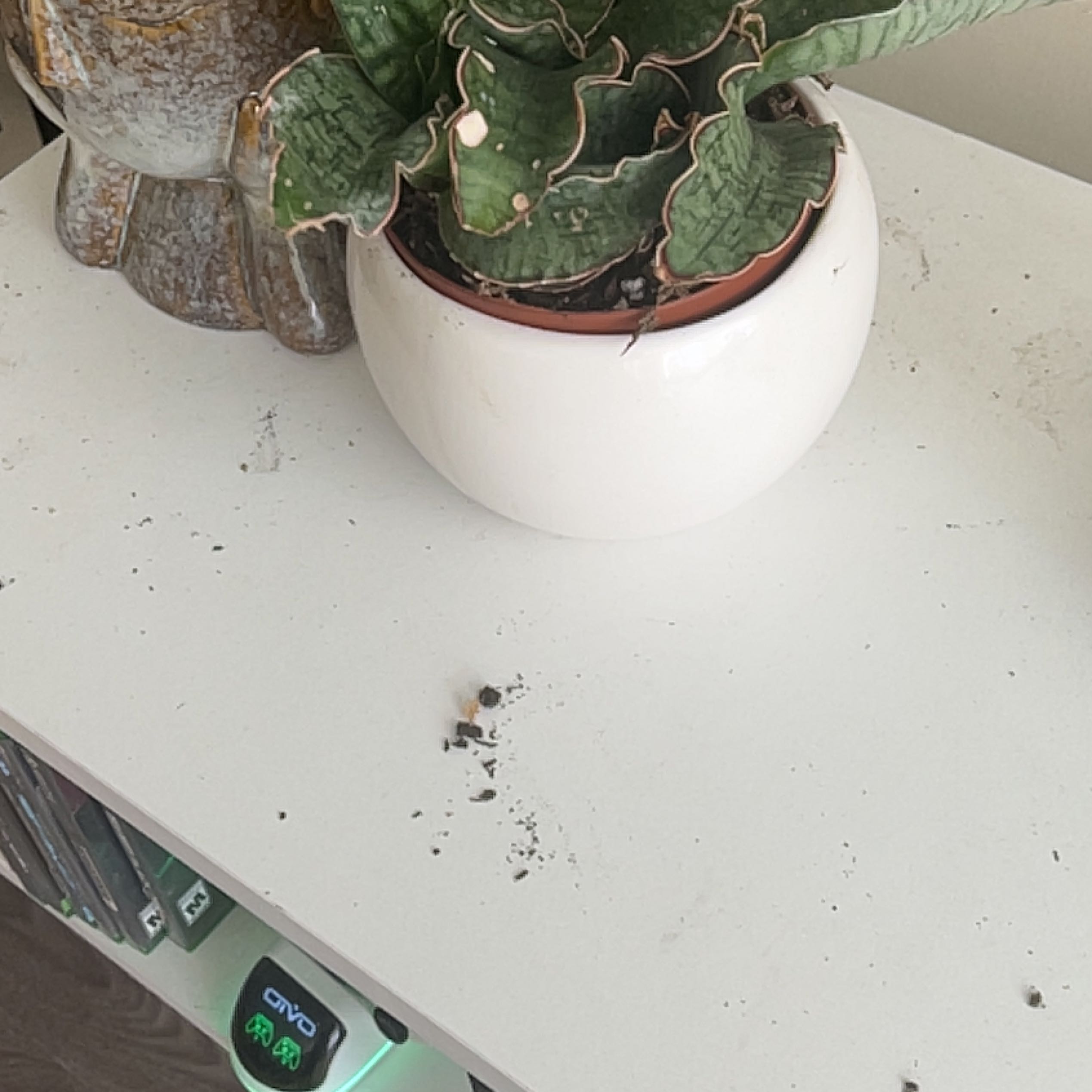Photo of the plant species Snake plant by @PeakBlackgem named Sherlock on Greg, the plant care app
