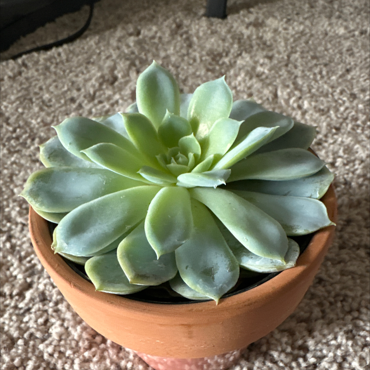 Echeveria 'Arctic Ice' succulent in a terracotta pot on a carpeted surface.