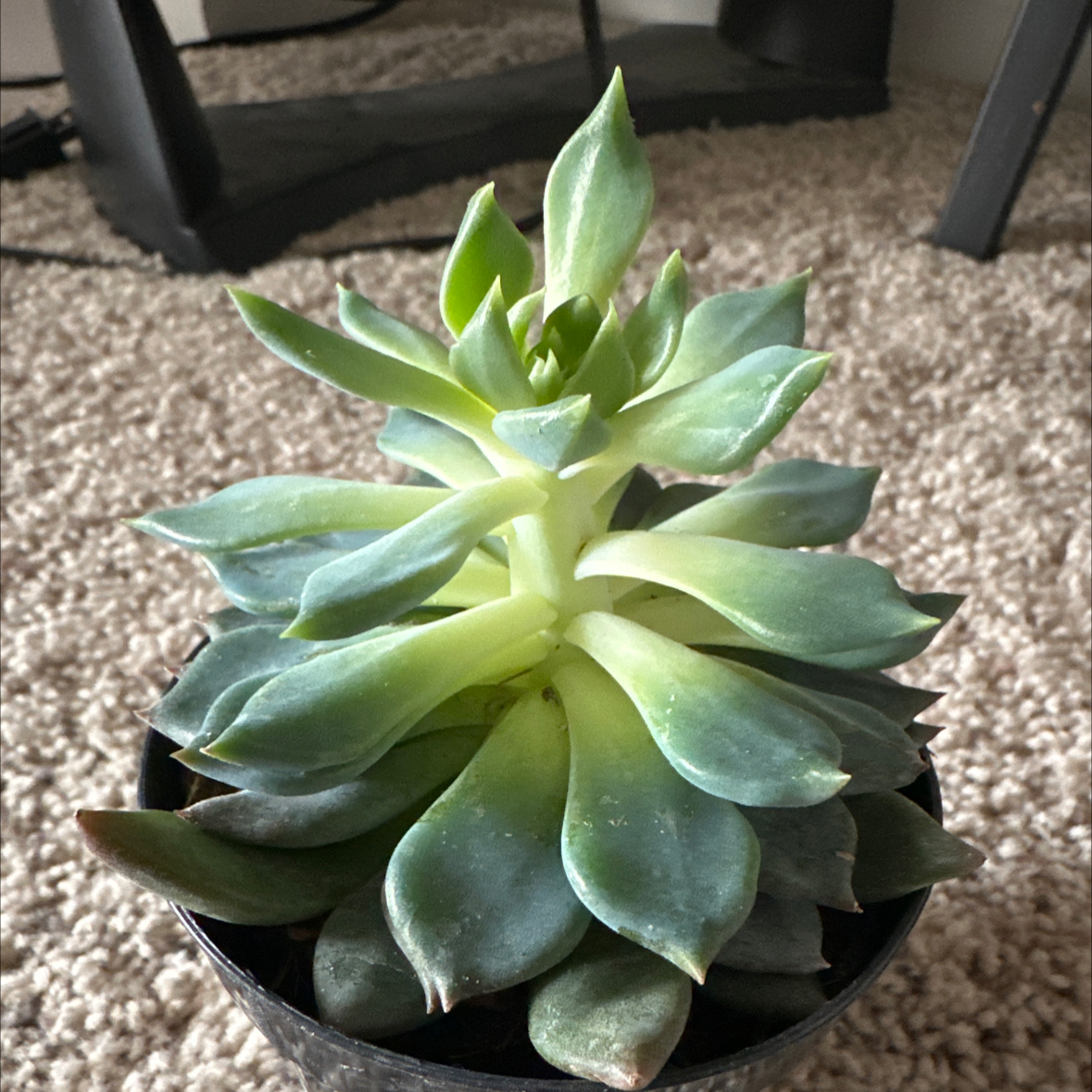 Sedeveria 'Dark Elf' plant in a pot on a carpeted floor, appearing healthy.