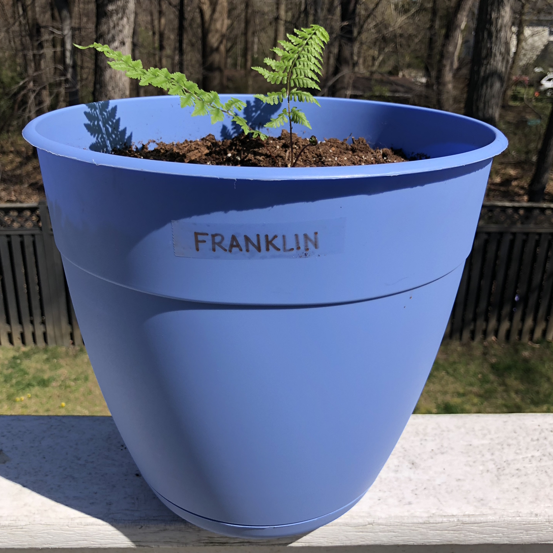 Potted Matteuccia plant in a blue pot with visible soil, labeled 'FRANKLIN'.
