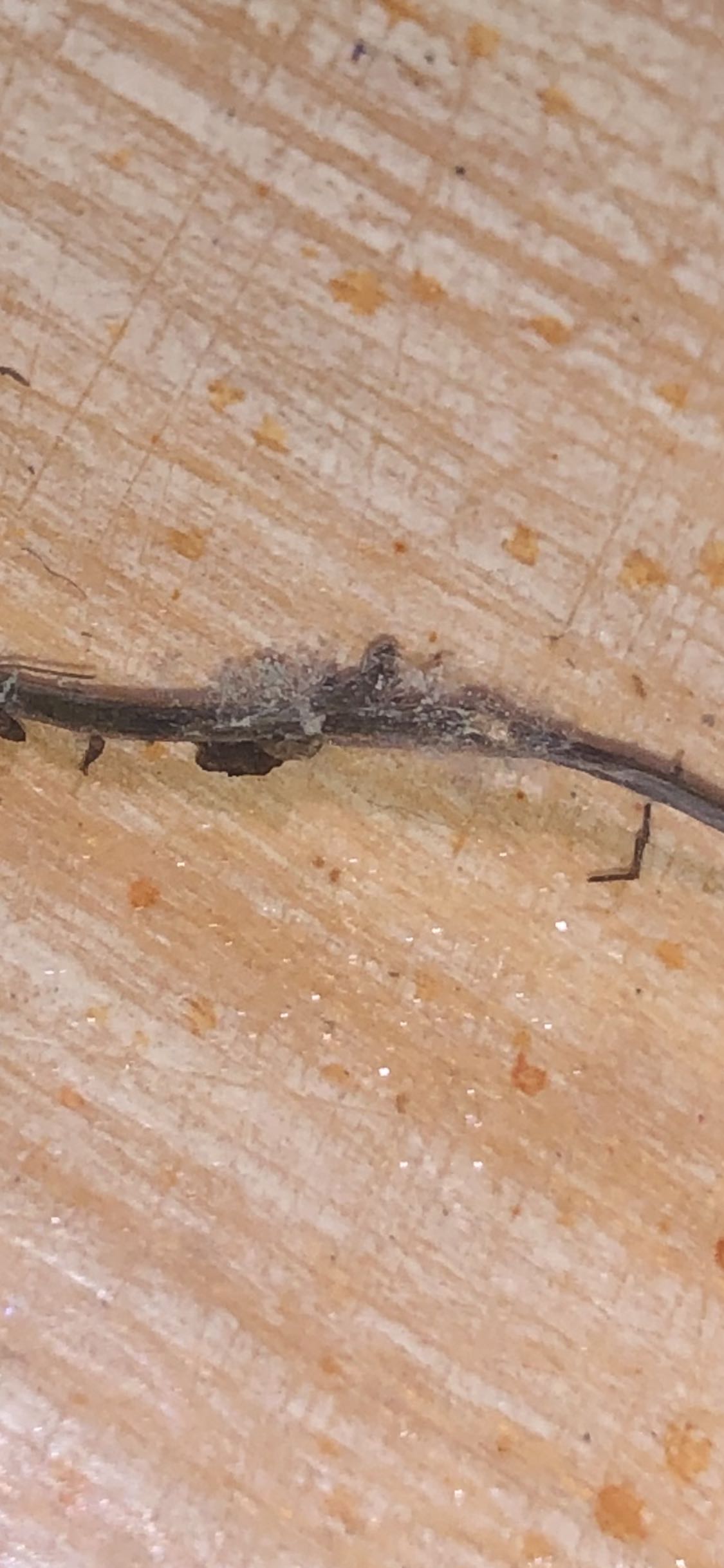 Photo from the post