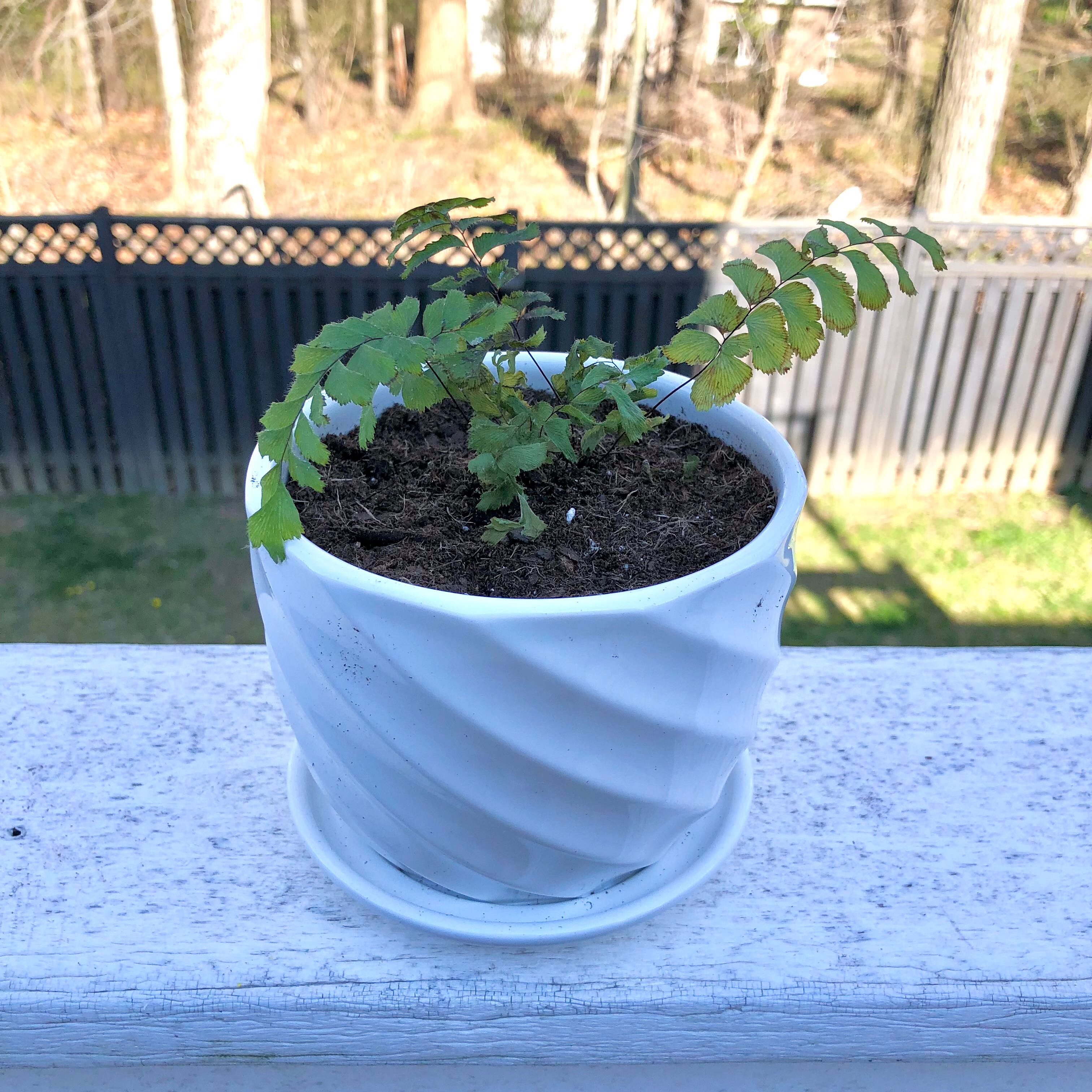 Rough Maidenhair Fern in a white pot with some yellowing and browning leaves, placed on a ledge.