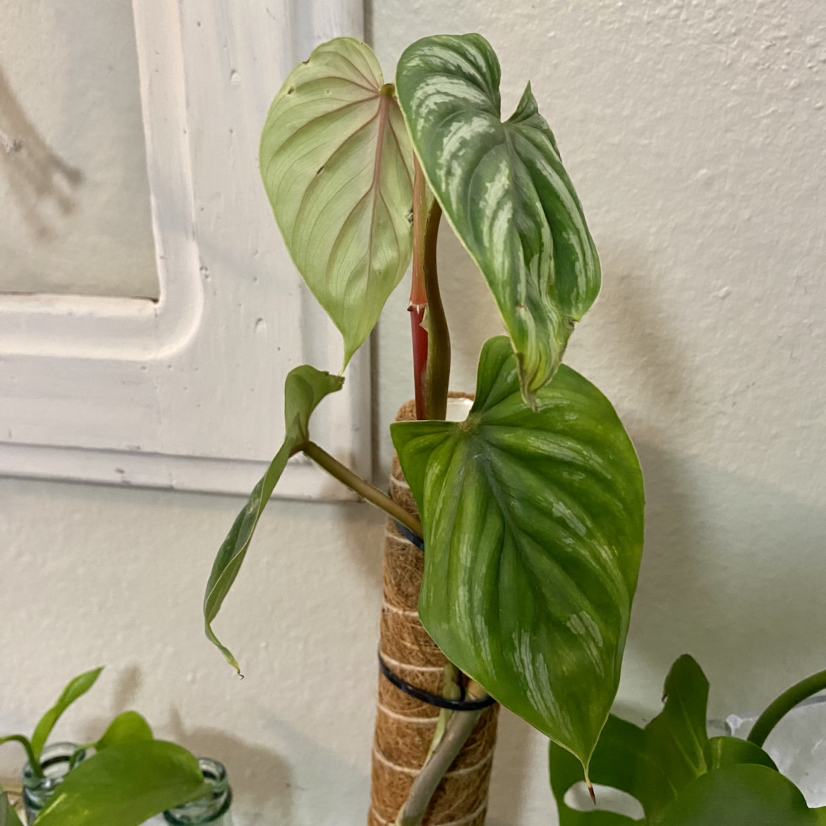 Philodendron plowmanii plant with several healthy leaves supported by a stake.
