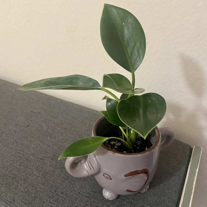 A healthy Green Princess plant in a decorative elephant-shaped pot.