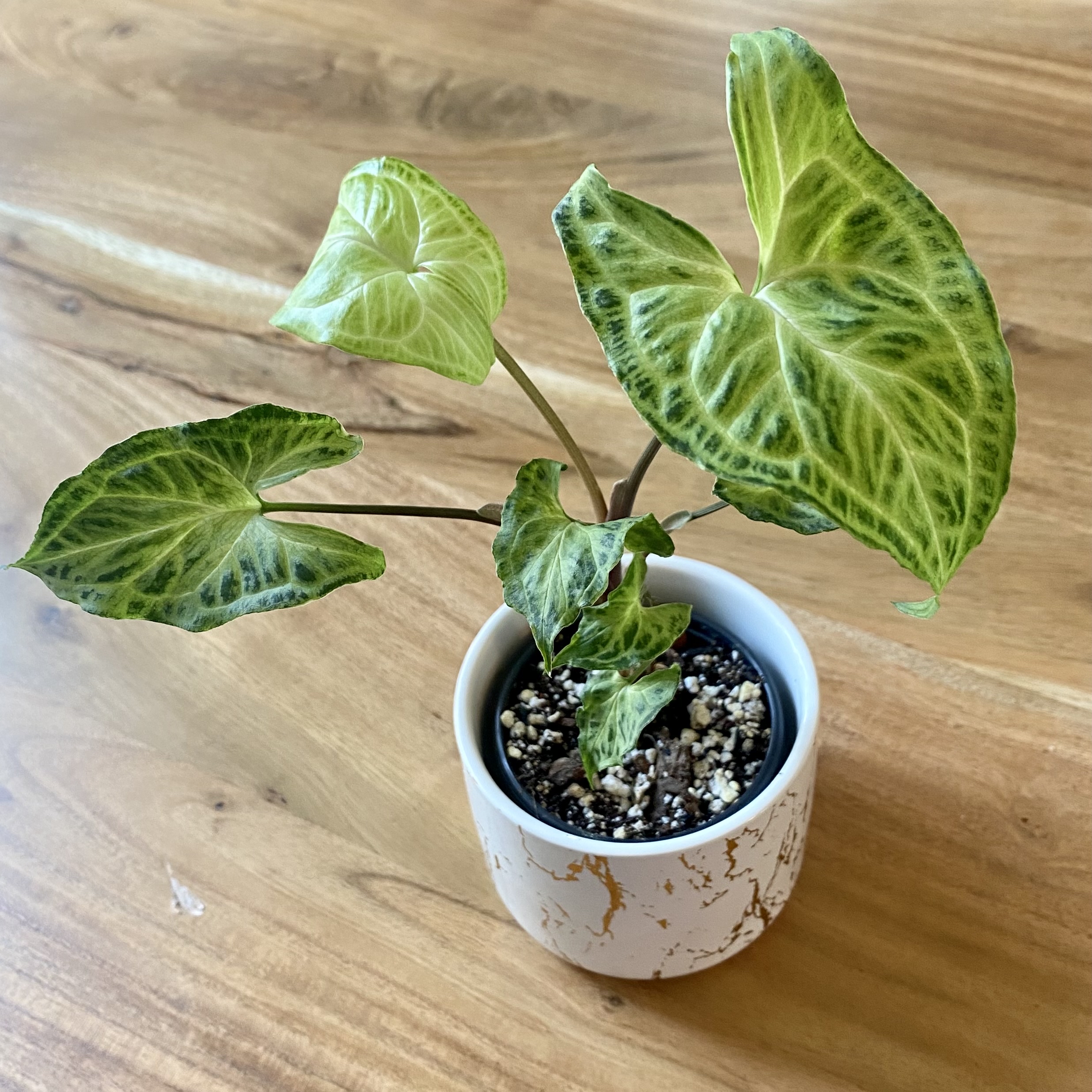 Syngonium 'Batik' plant in a white pot with variegated green and yellow leaves.