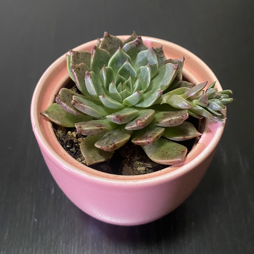 Photo of the plant species Echeveria 'Ramillete' by @LovePhilos named Xena on Greg, the plant care app