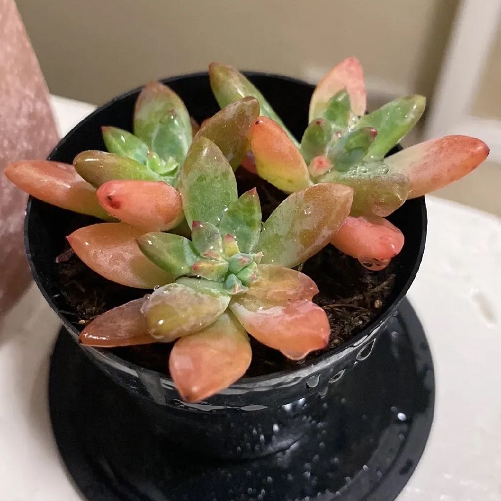 Graptosedum 'Francesco Baldi' succulent in a black pot with green and reddish leaves.