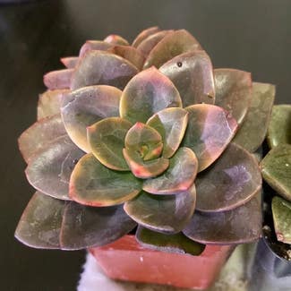 Graptoveria 'Debbie' plant in Somewhere on Earth