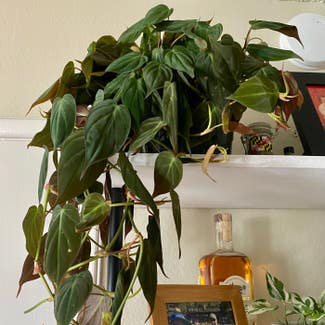 Philodendron Micans plant in Somewhere on Earth