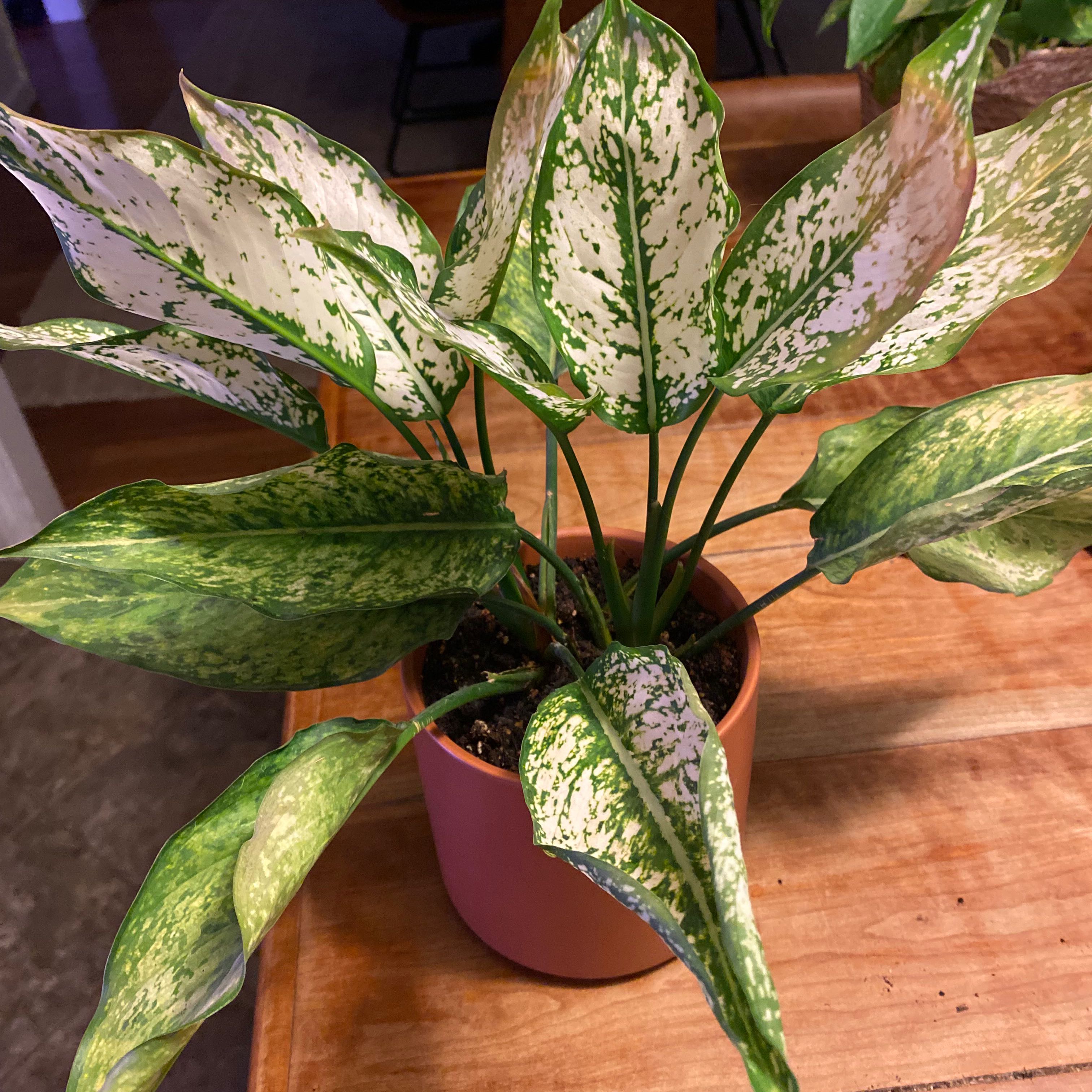 Photo of the plant species Wintery Winehouse Chinese Evergreen by @GoldChervil named Elle on Greg, the plant care app