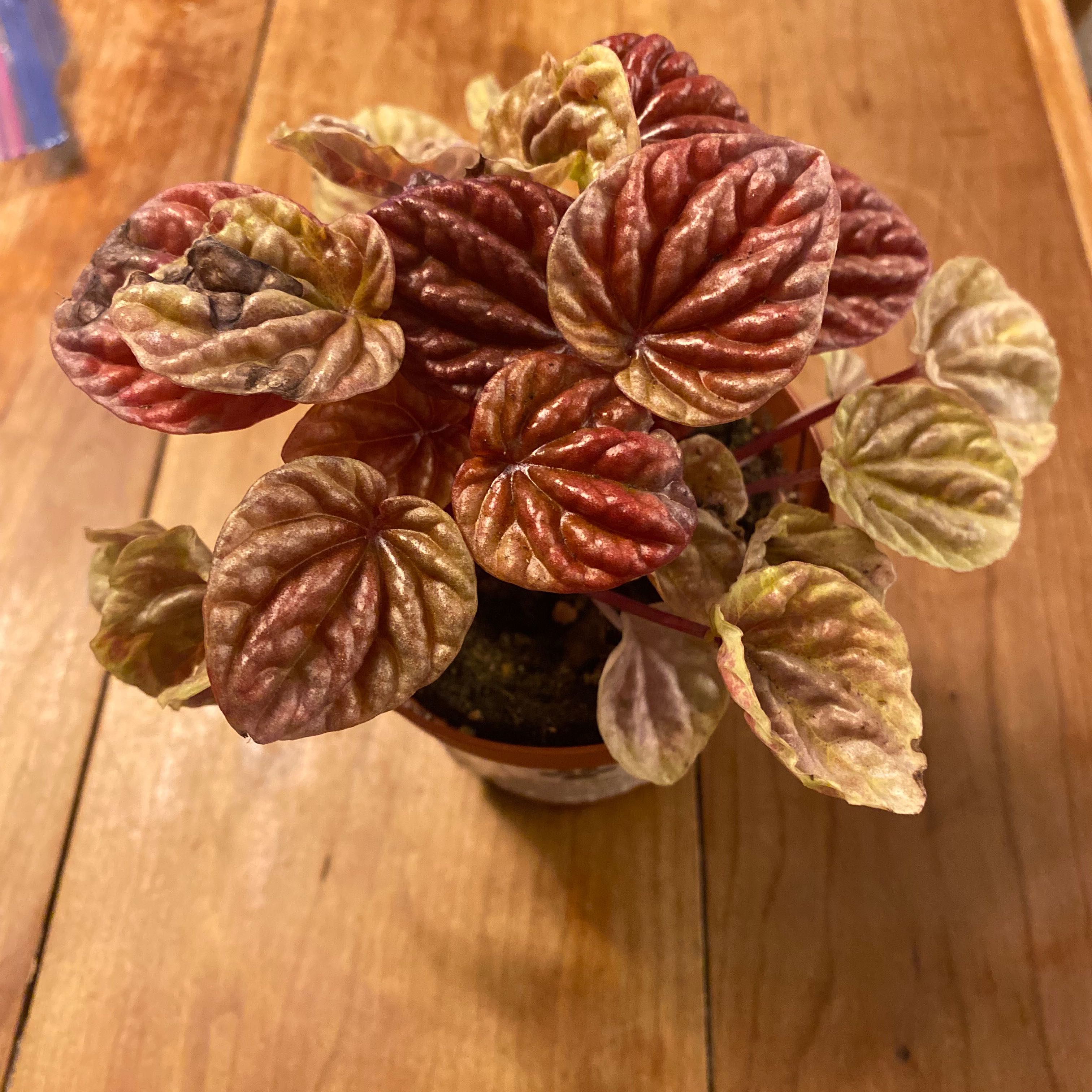 Photo of the plant species Quito by @GoldChervil named Miley on Greg, the plant care app