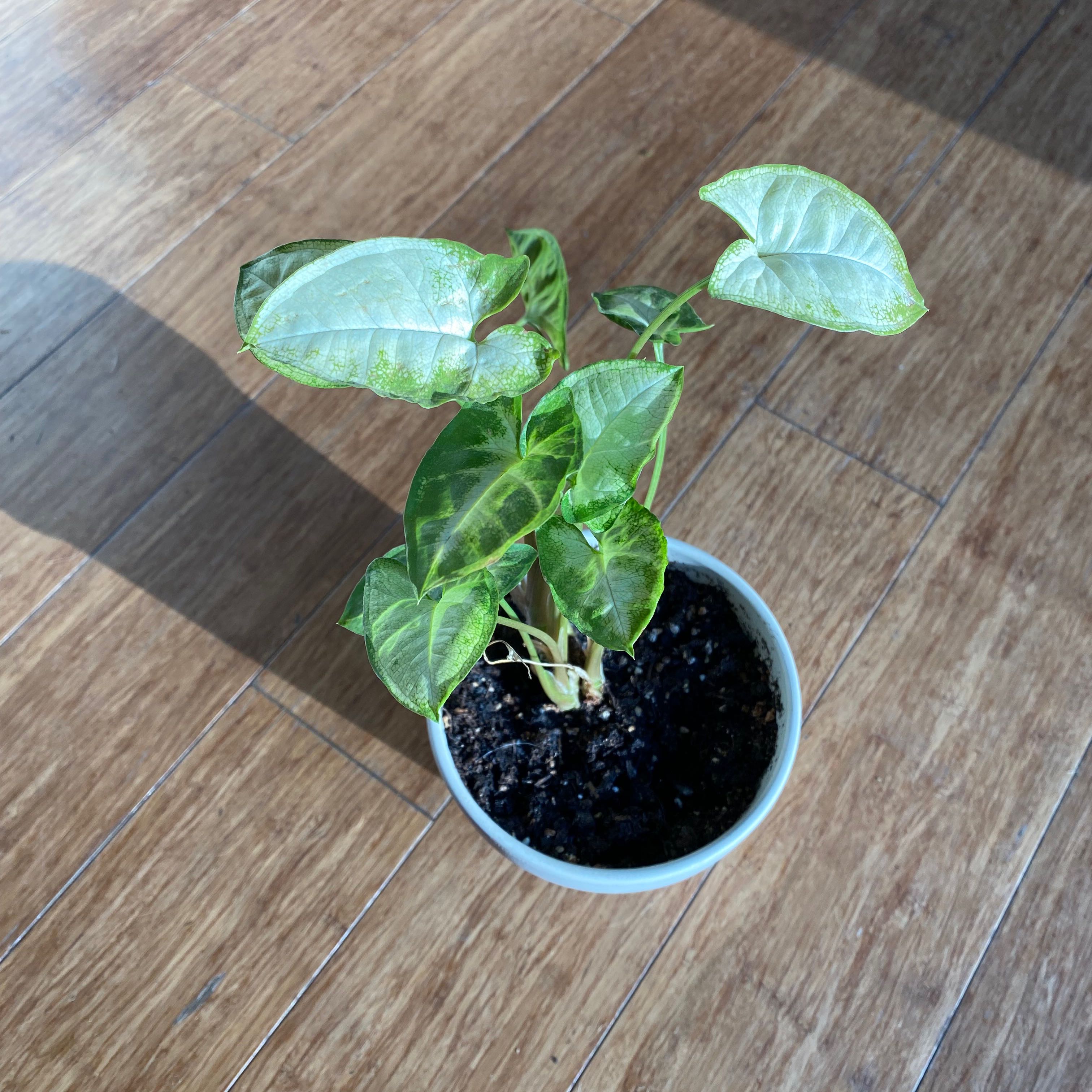 Syngonium Pixie plant in a small pot on a wooden floor, appearing healthy.