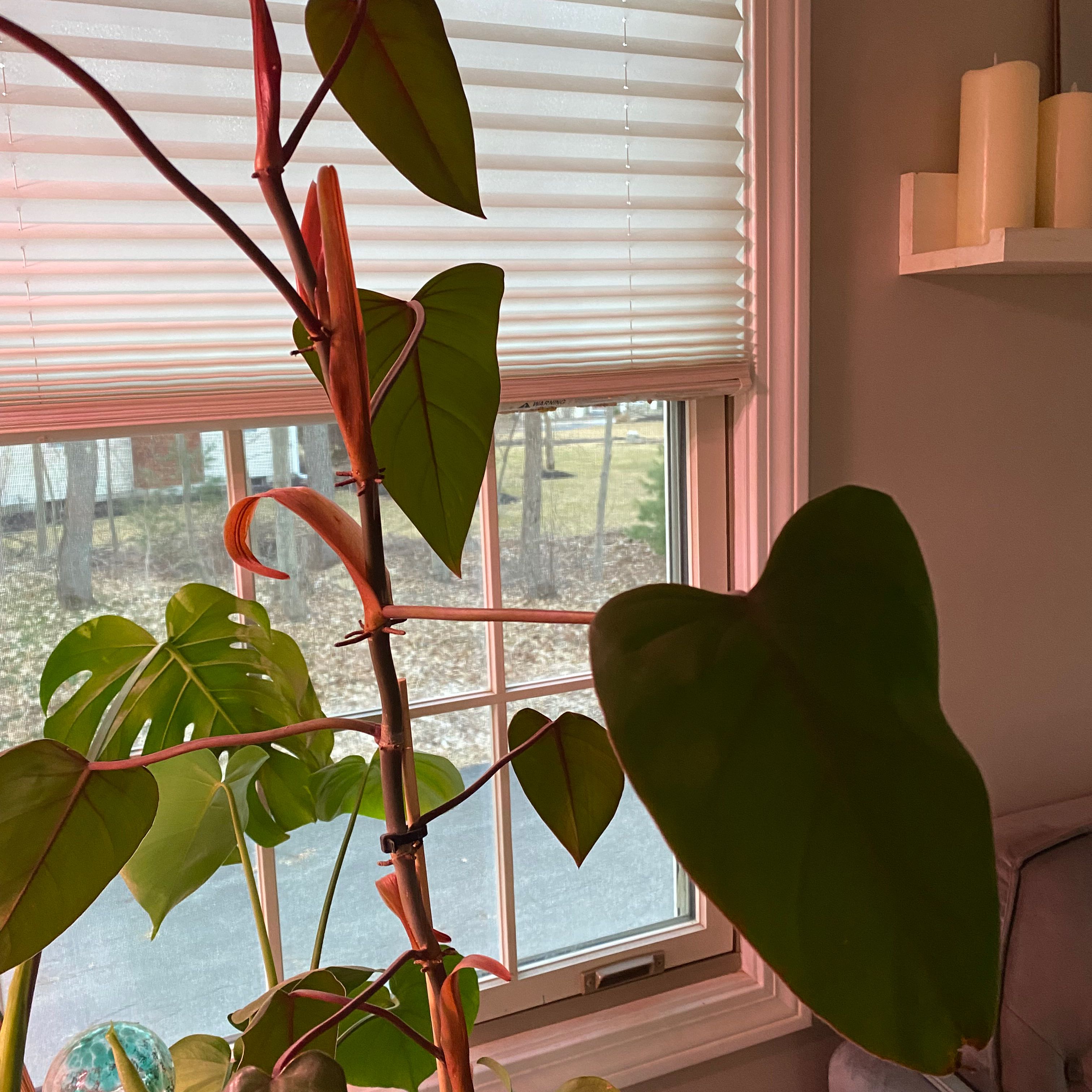 Red Emerald Philodendron with large green leaves near a window indoors.