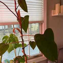 Red Emerald Philodendron plant