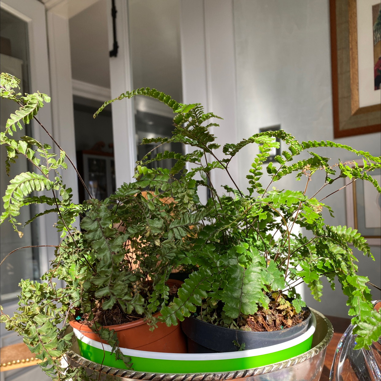 Rough Maidenhair Fern in a pot with vibrant green leaves and visible soil.