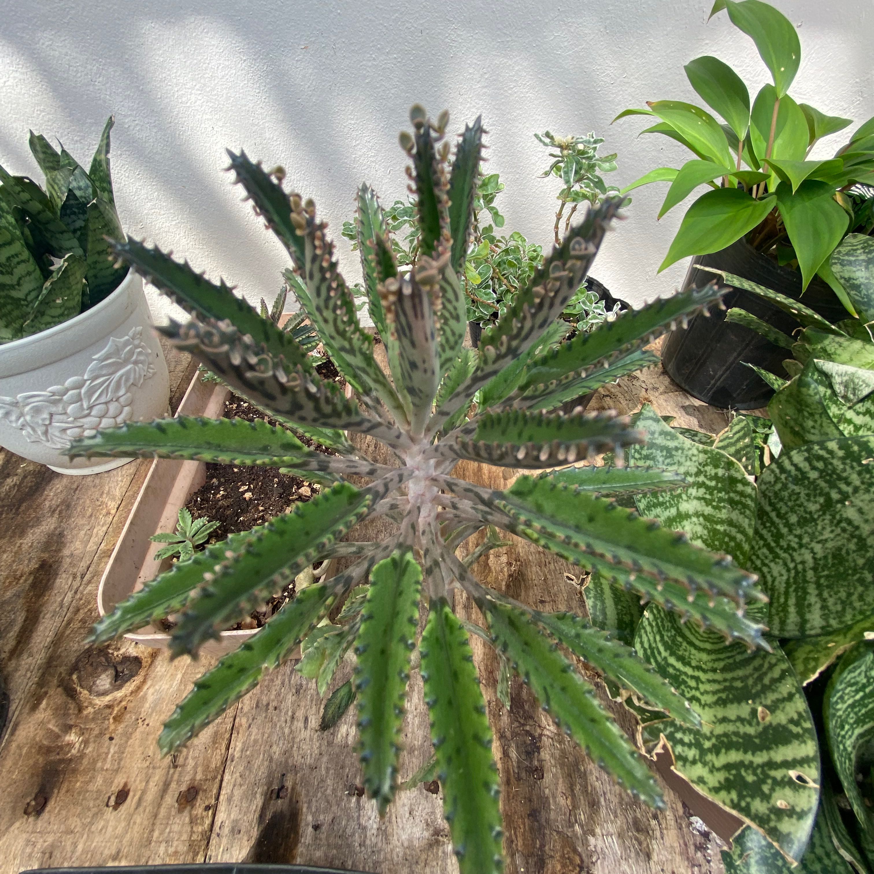 Top view of a healthy Houghton's Hybrid succulent with elongated leaves on a wooden surface.