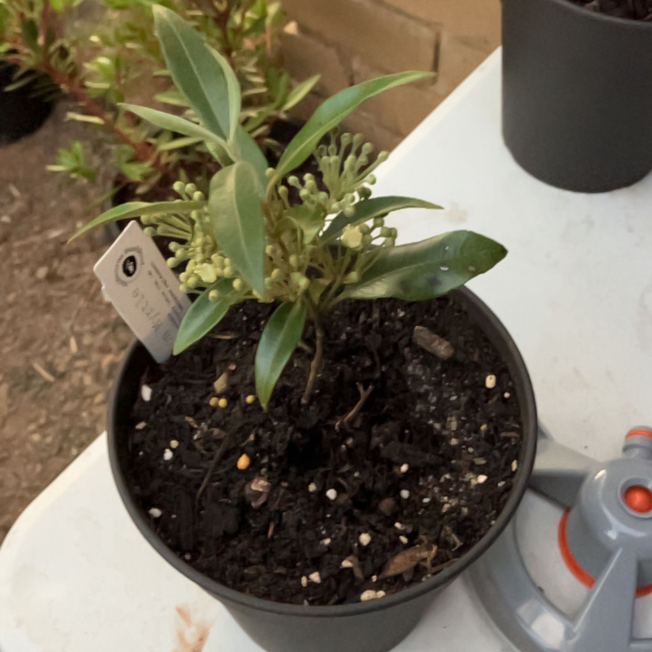 Photo of the plant species Lemon Myrtle by @BenderFX named Kelly on Greg, the plant care app