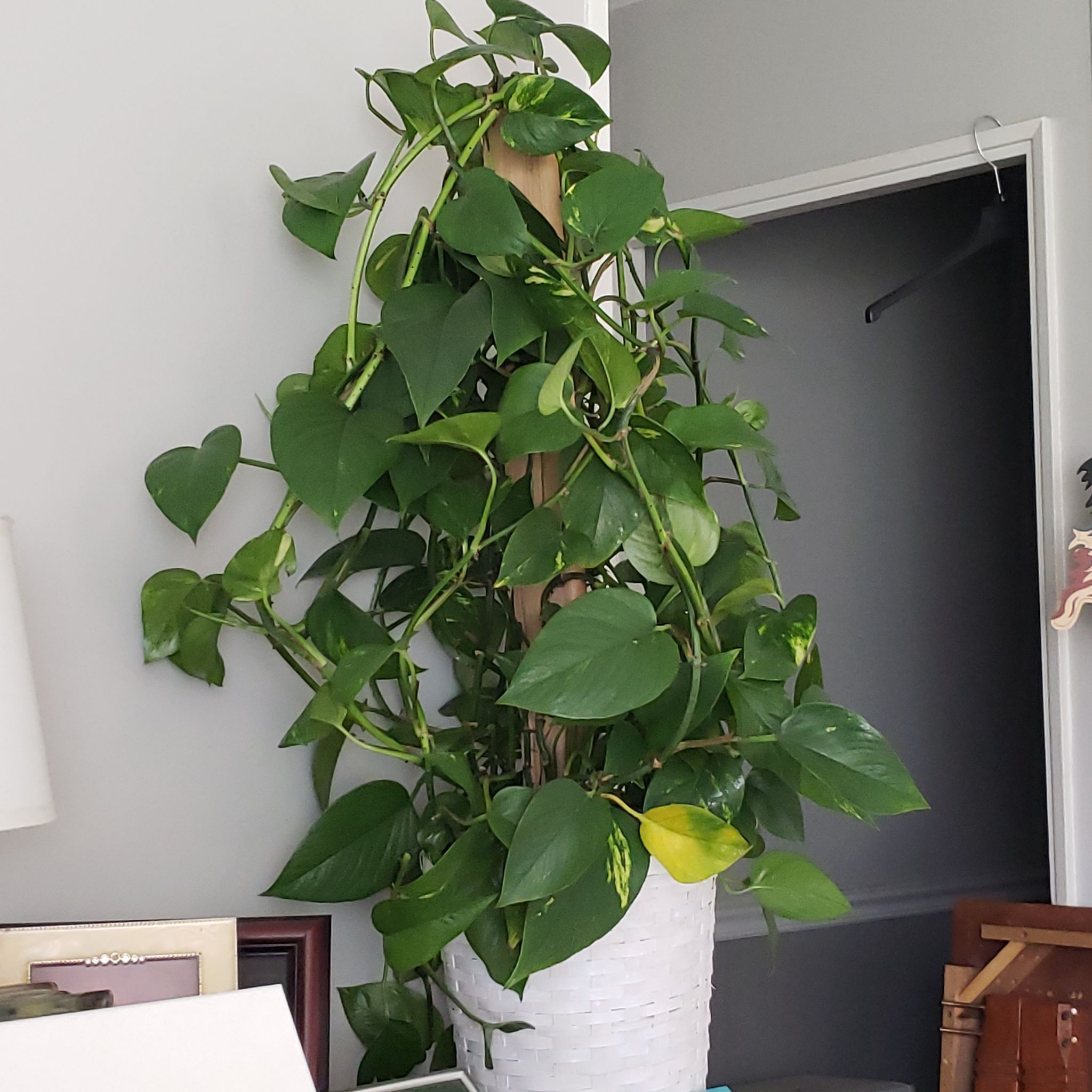 Variegated Philodendron plant in a white pot with vibrant green leaves.