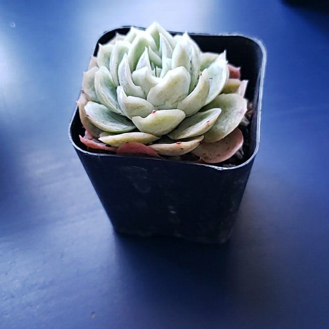 Photo of the plant species Echeveria 'White Minima' by @DeftMorombe named Demi on Greg, the plant care app