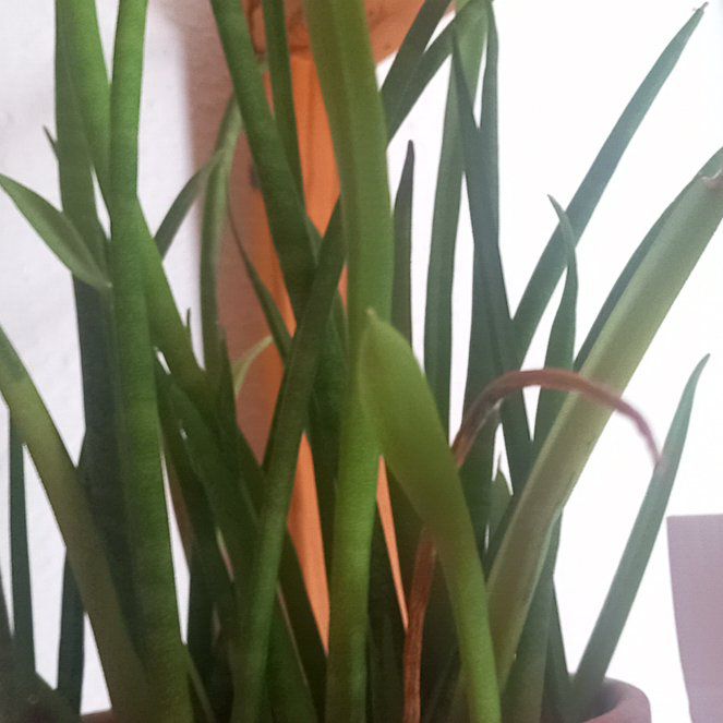 Photo of the plant species Snake Orchid by @CrystalclearRye named Mando on Greg, the plant care app
