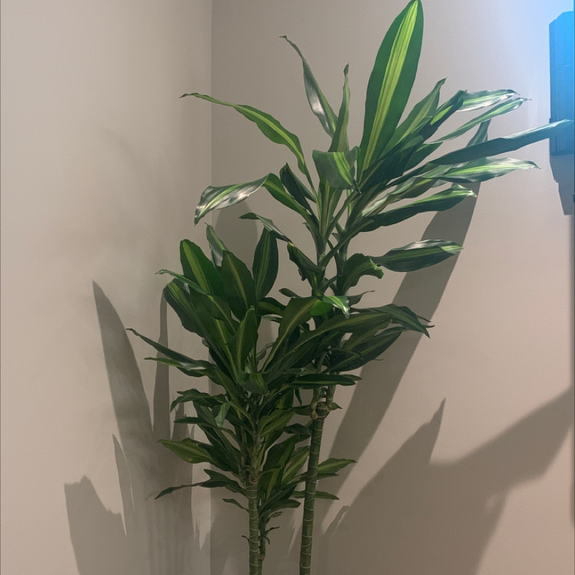 Healthy Dracaena Cintho plant with green leaves, well-framed and in focus.