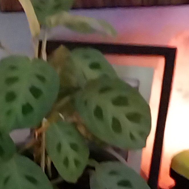 Photo of the plant species prayer plant by @KpeterA2161 named Homer on Greg, the plant care app