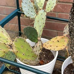 Few-Spined Marble-Seeded Prickly Pear plant