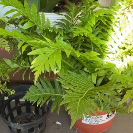 Photo of the plant species Diploblechnum fraseri by @CivicPigsears named Pax on Greg, the plant care app