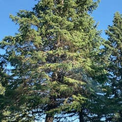 Picea glauca plant
