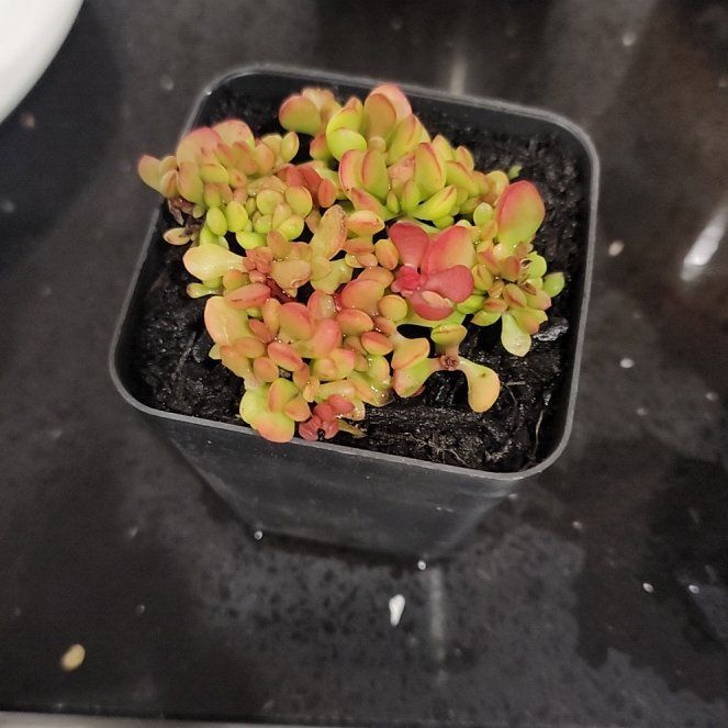 Photo of the plant species Scilly Pigmyweed by @QuaintPapaya named Luna on Greg, the plant care app