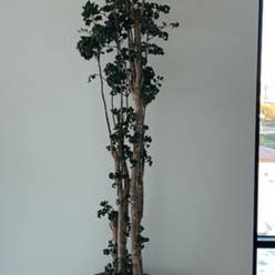 Black Aralia Polyscias plant