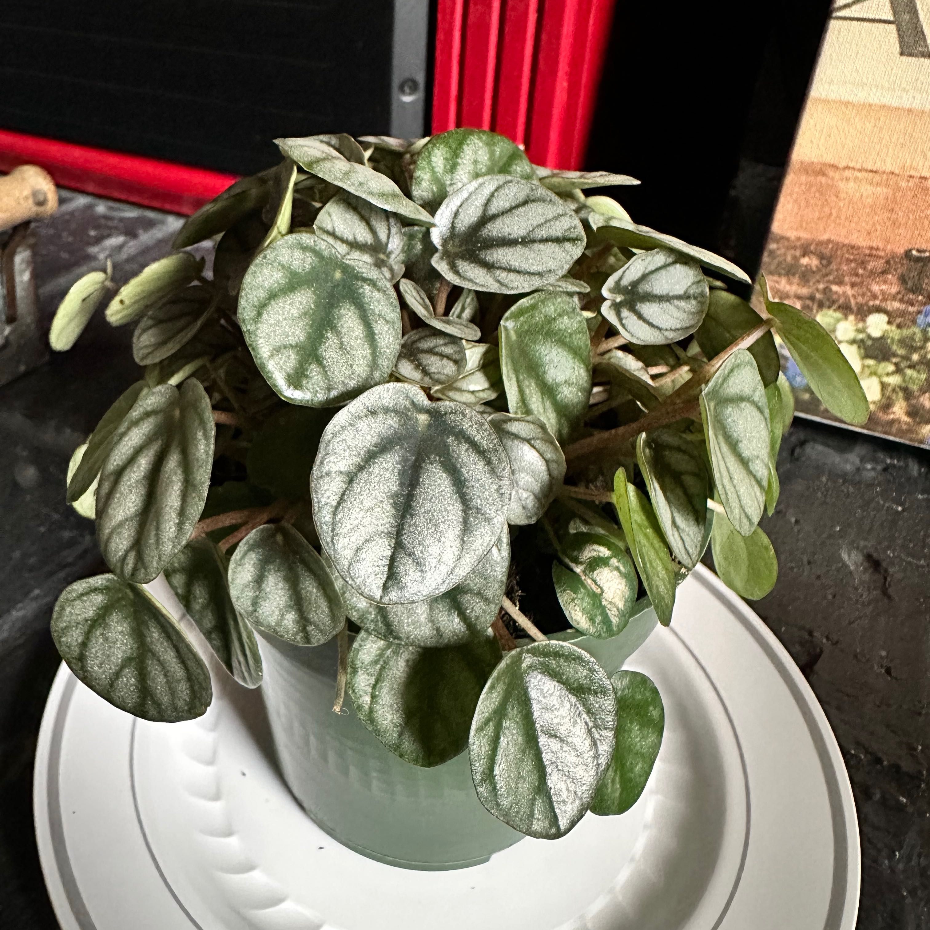 Photo of the plant species Peperomia 'Little Toscani' by @ContentChamisa named Dax on Greg, the plant care app